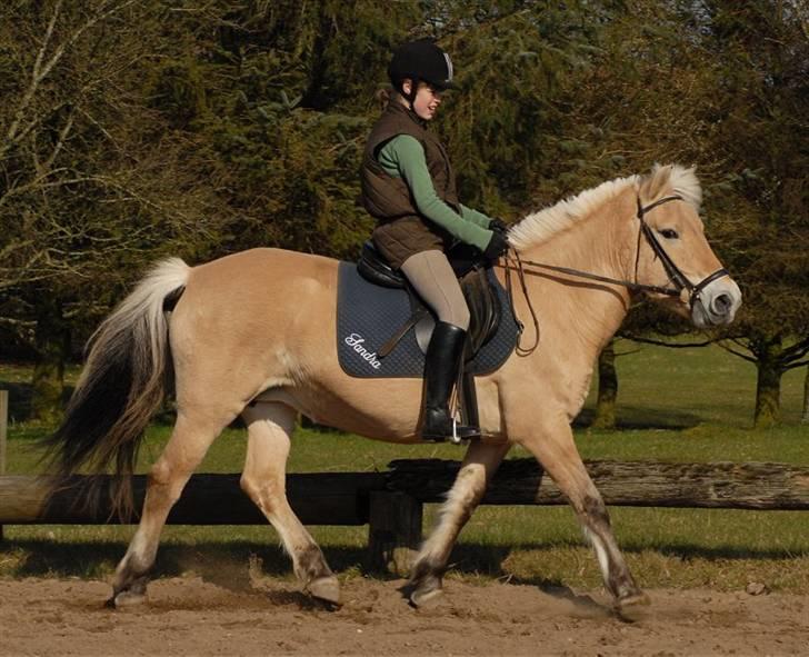 Fjordhest Rosenlunds Chili/ Cicero  - (foto:Jani Pedersen) billede 6