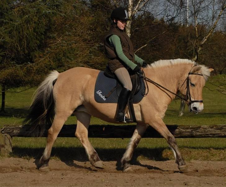 Fjordhest Rosenlunds Chili/ Cicero  - (foto:Jani Pedersen) billede 7