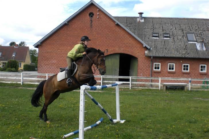 Anden særlig race Egholmgårds Kasper -solgt billede 6