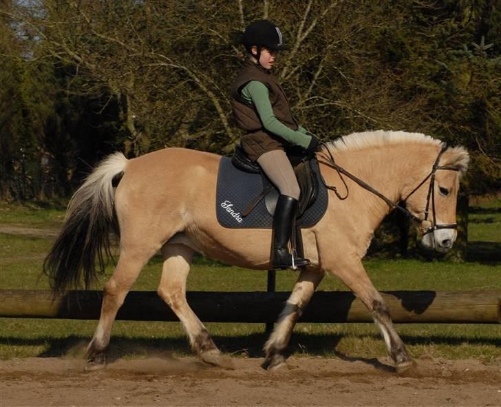 Fjordhest Rosenlunds Chili/ Cicero  - (foto:Jani Pedersen) billede 8