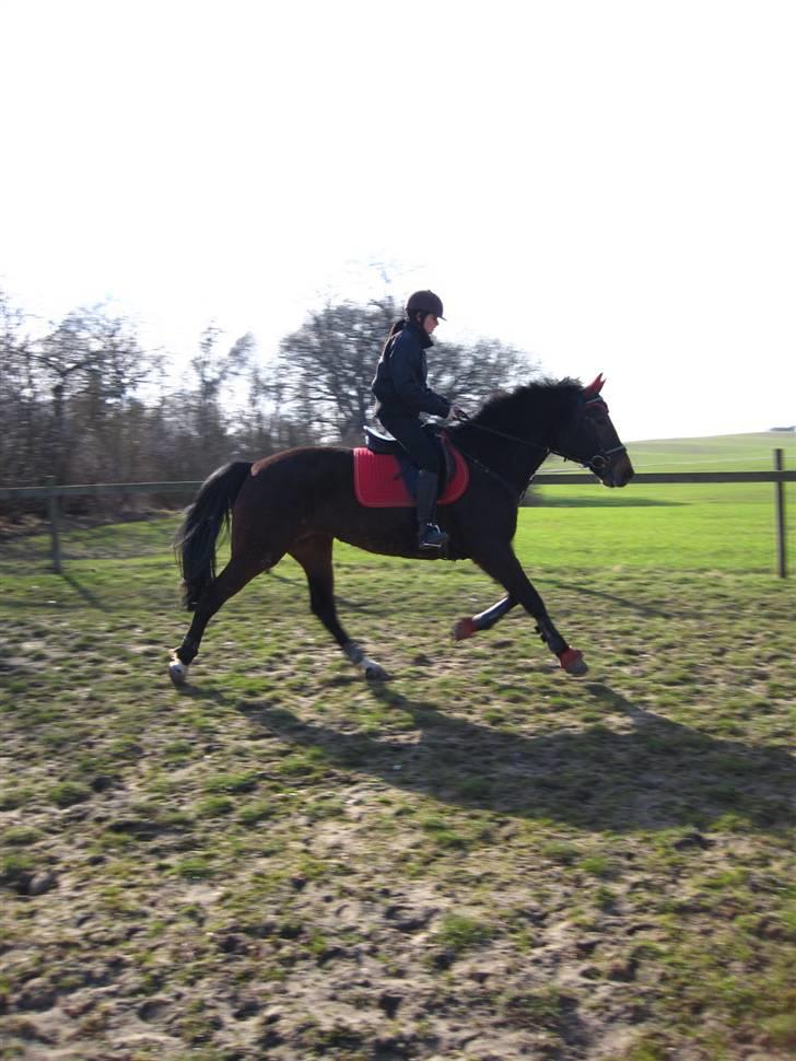 Traver Godiva pride<3 R.I.P ;( - man kan godt se hun er TRAV hest ;D <3  billede 12