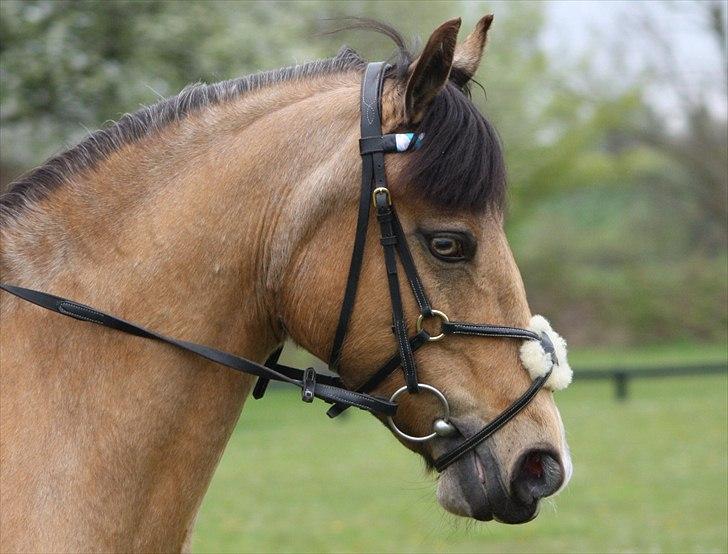 Connemara Com'si - Velkommen til Comsi´s profil, smid gerne en bedømmelse hvis du lyster ♥ billede 1
