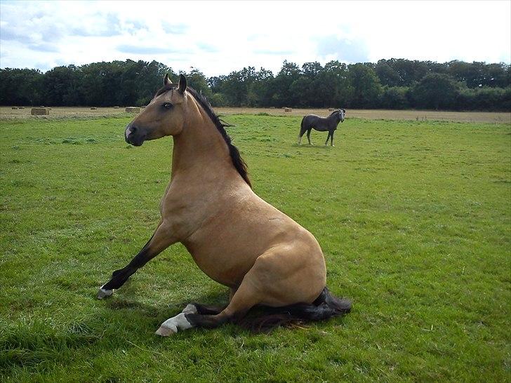 Connemara Com'si billede 5