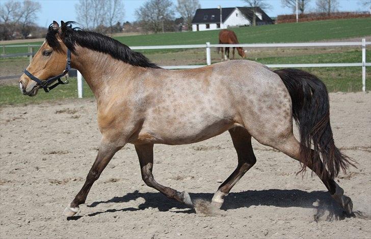 Connemara Com'si billede 3