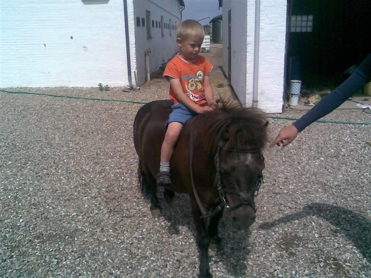 Shetlænder prins<33 R.I.P :'( - prins´sen<3 & griis´min<3  billede 18