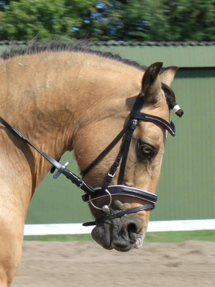 Connemara Com'si billede 7