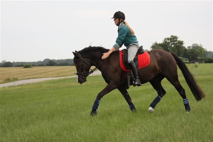 DSP Charming Lady *Solgt* - Trav :D billede 12