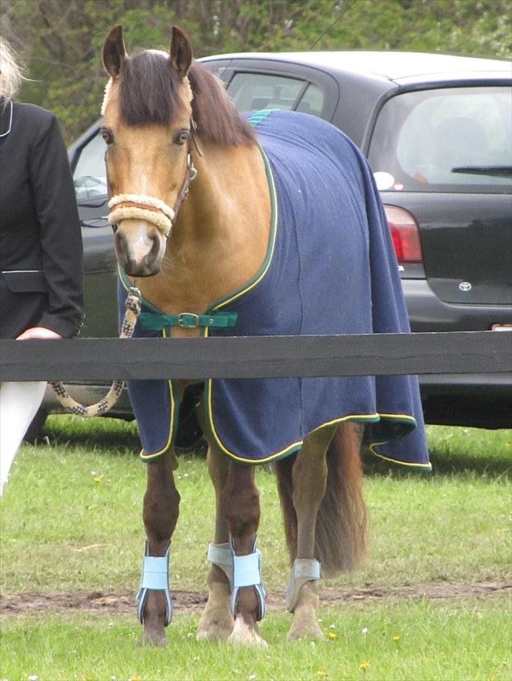 Connemara Com'si billede 6