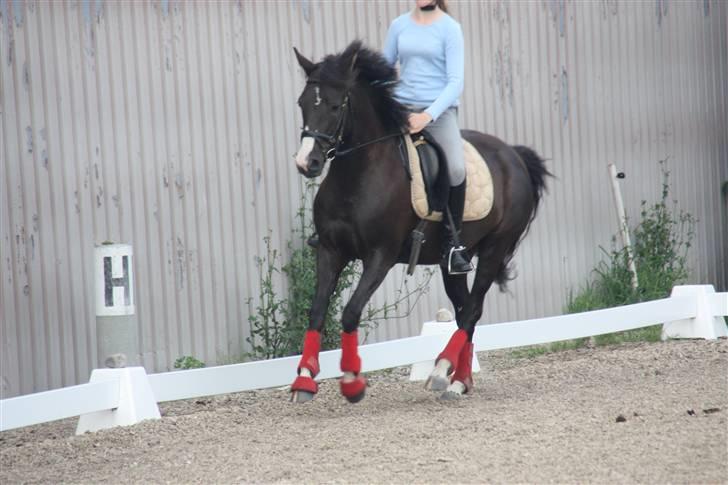 DSP Charming Lady *Solgt* - Galop træning Juli 2009 billede 14