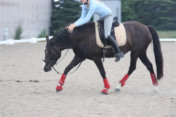 DSP Charming Lady *Solgt* - dygtig pony :b billede 15