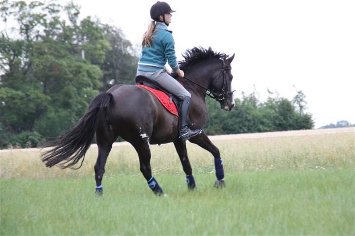 DSP Charming Lady *Solgt* billede 17