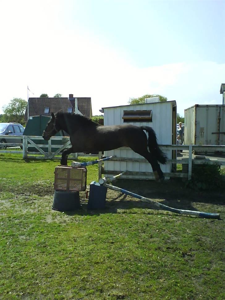 Anden særlig race Egholmgårds Kasper -solgt billede 8