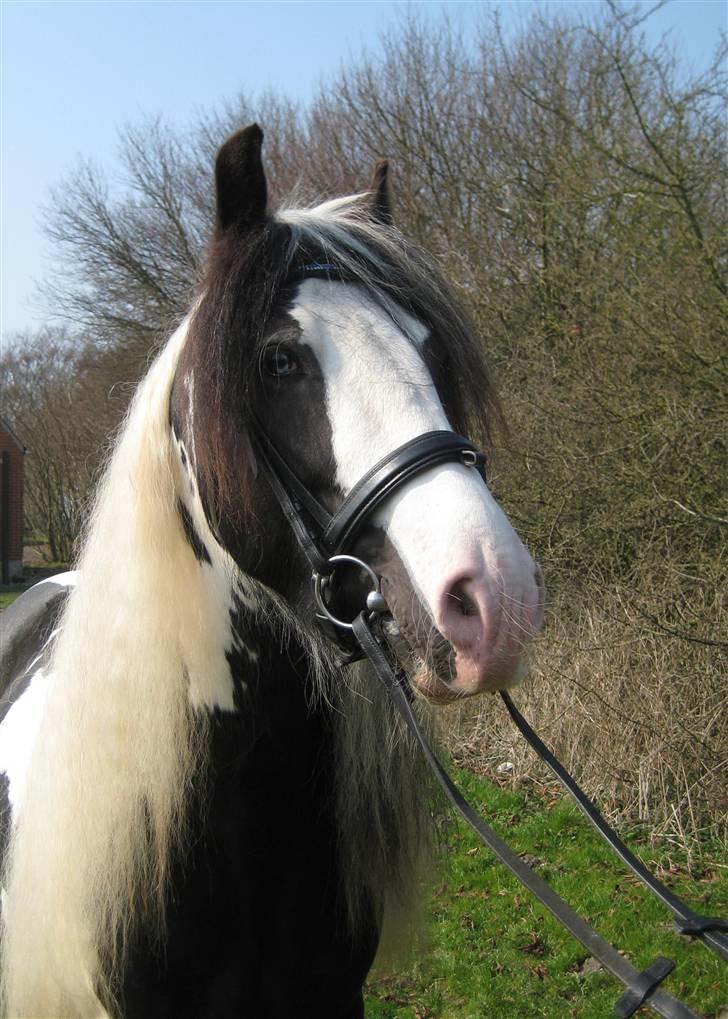 Irish Cob Igors Riain of April STER - Riain 5 år billede 16