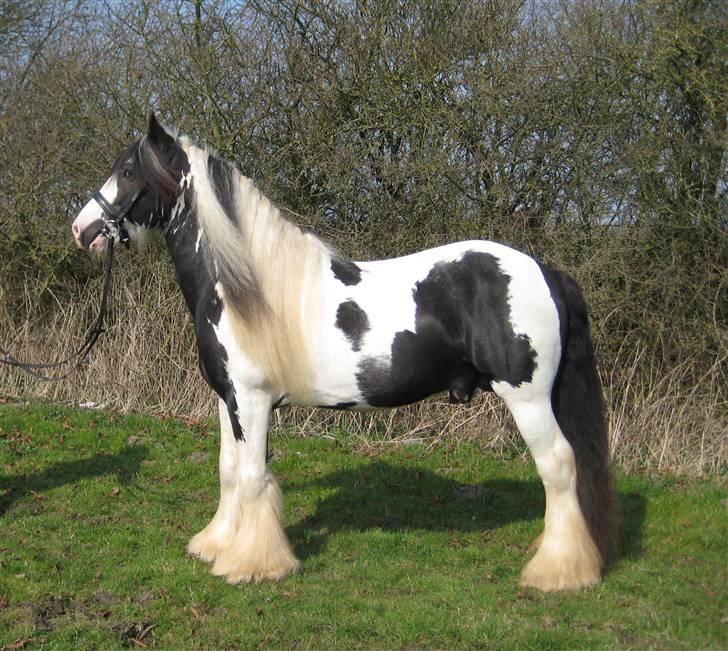 Irish Cob Igors Riain of April STER - Riain 5 år billede 18