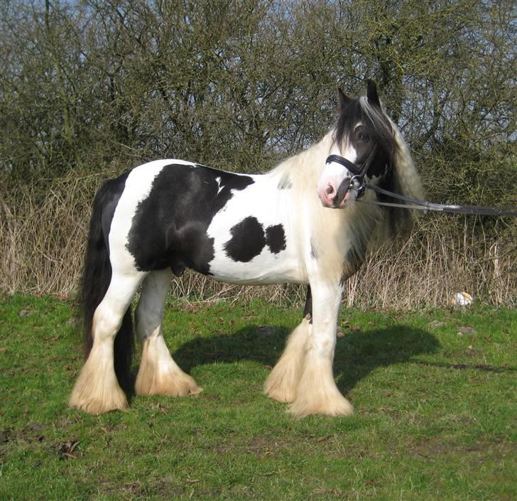 Irish Cob Igors Riain of April STER - Riain 5 år billede 19