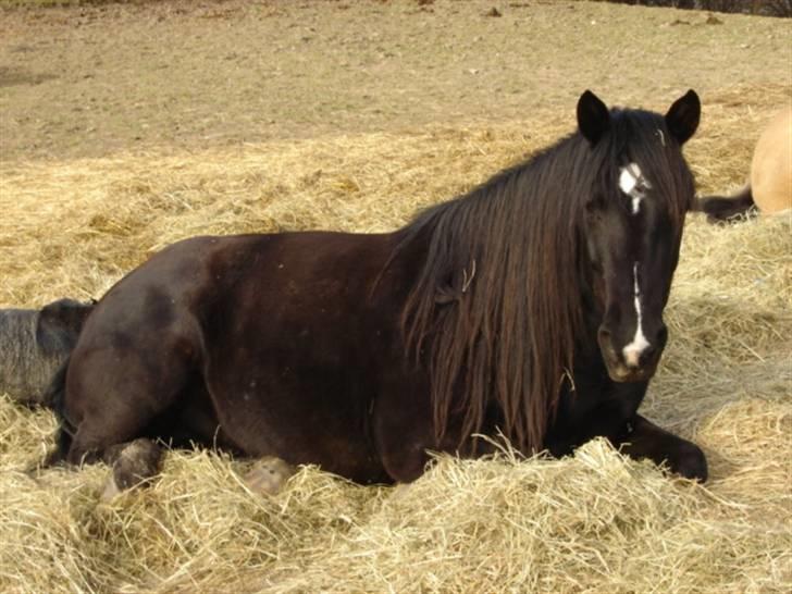 Anden særlig race Gazella RIP - lige vågnet om morgen billede 2
