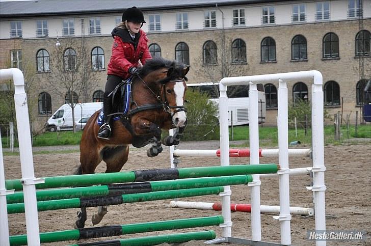 New Forest sille - Sille;-) billede 5