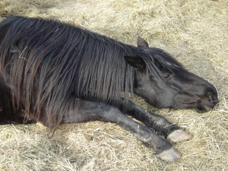 Anden særlig race Gazella RIP - strækker sig billede 3