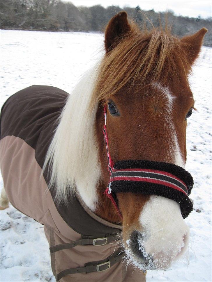 Anden særlig race Prins billede 2