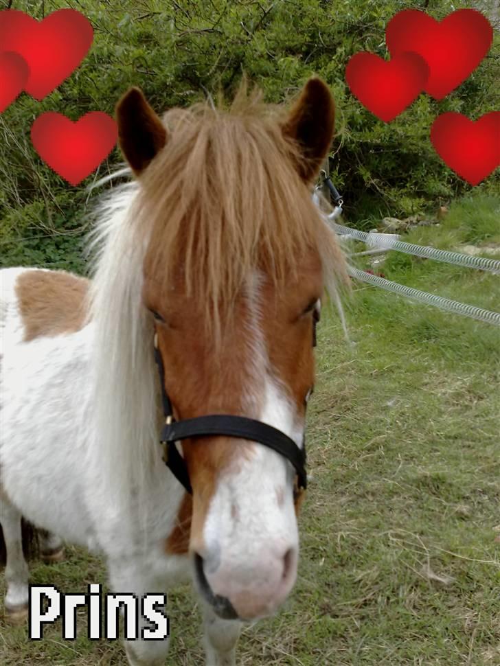 Anden særlig race Prins billede 3