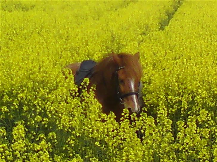Anden særlig race Bobby Solgt - Perfekt billede<3 solskindsdag og gul mark..! billede 1