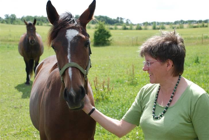 Hollandsk Varmblod Lindholt's Gelinde - Gelinde 2 år billede 4