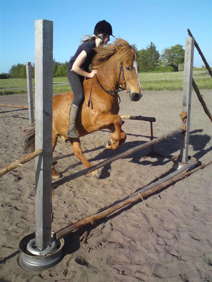 Anden særlig race Bobby Solgt - Vi springer højere og højere! billede 2