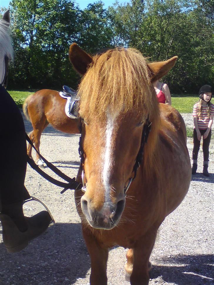 Anden særlig race Bobby Solgt - PÅ vej til søen for at bade:D billede 3