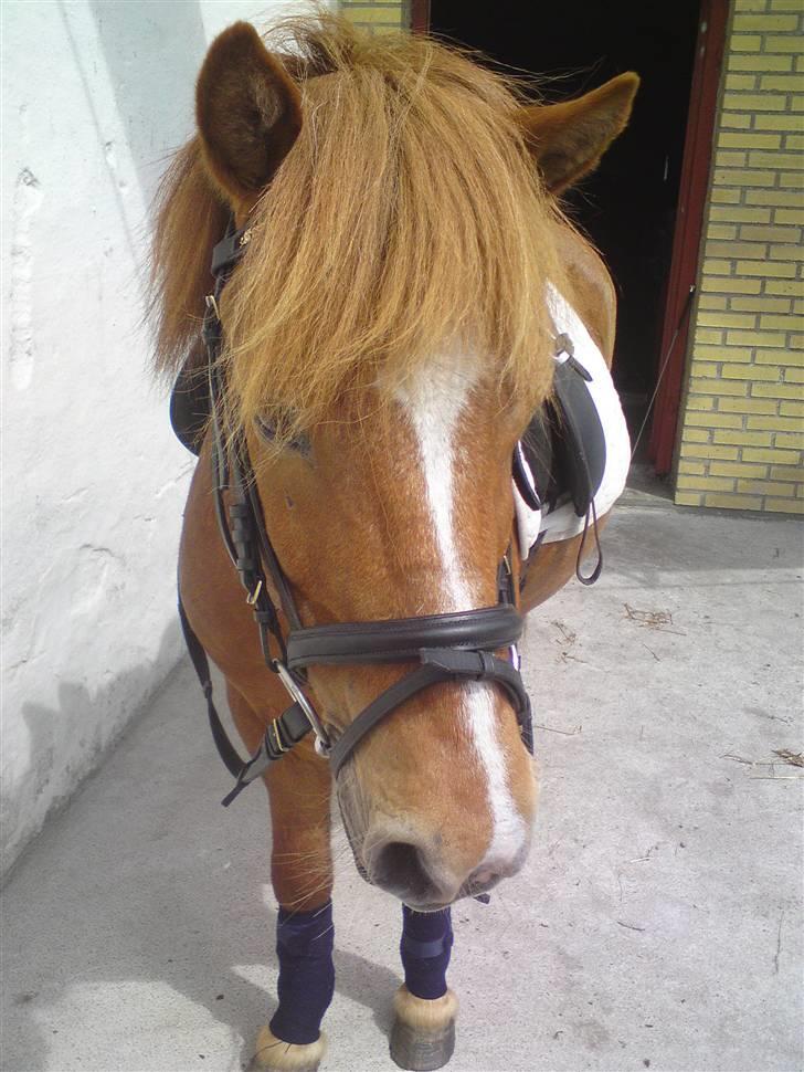 Anden særlig race Bobby Solgt - Nuttet! billede 4