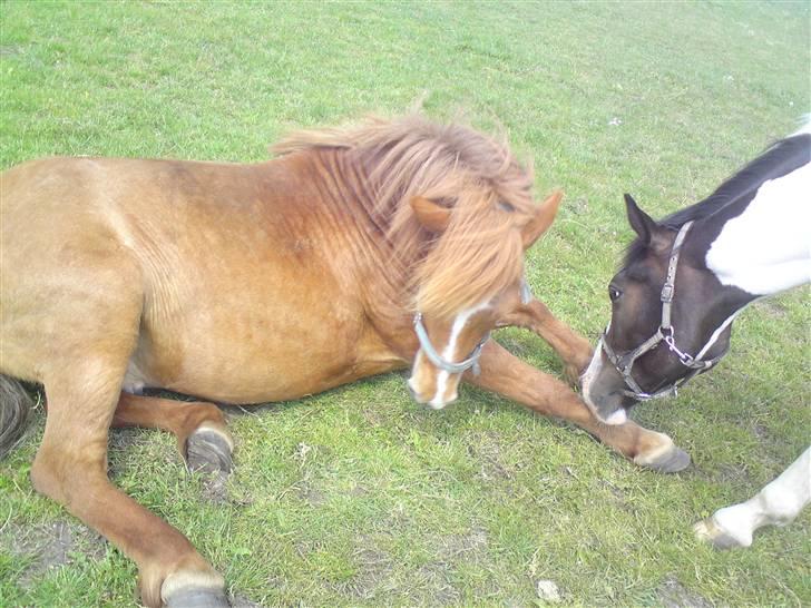 Anden særlig race Bobby Solgt - Uuh Det klør liig der :s billede 5