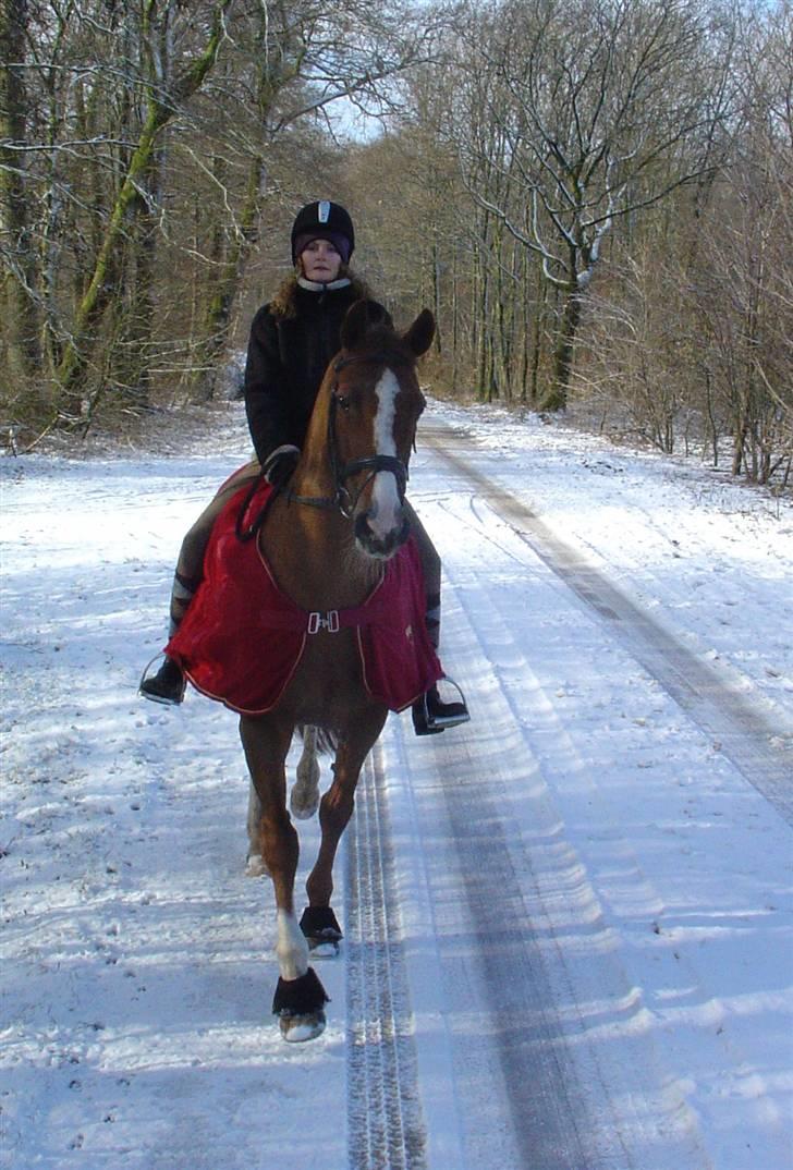 Dansk Varmblod †Channel - DH hoppe† - På sne tur- Det var koldt, så derfor ser jeg en smule dum ud:) billede 9