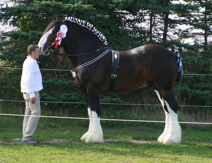 Shire Leverton Statesman - Statesman National Champion Stallion 2009 billede 1