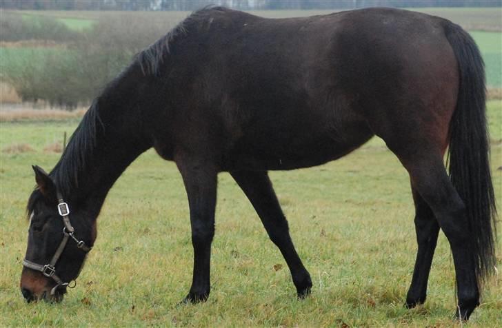 Hollandsk Varmblod Lindholt's Gelinde - Gelinde 2 år billede 5