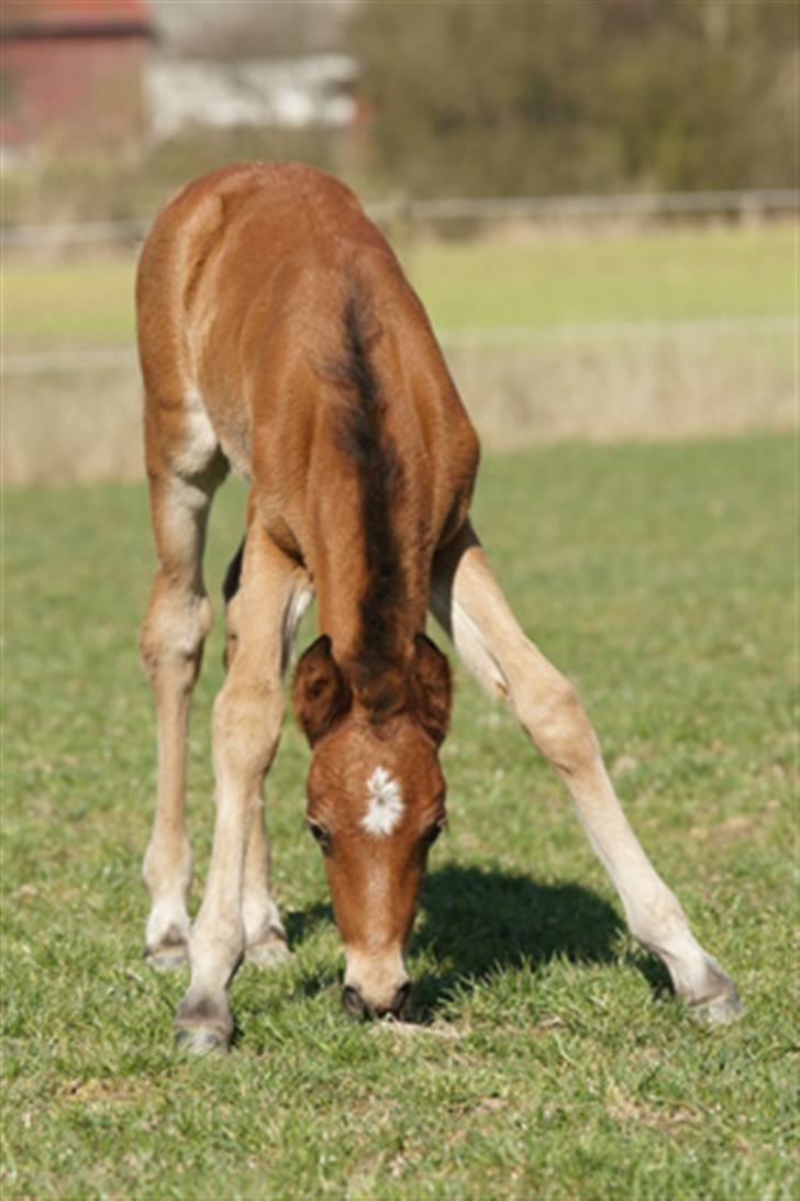 New Forest Pollux Hippios billede 4