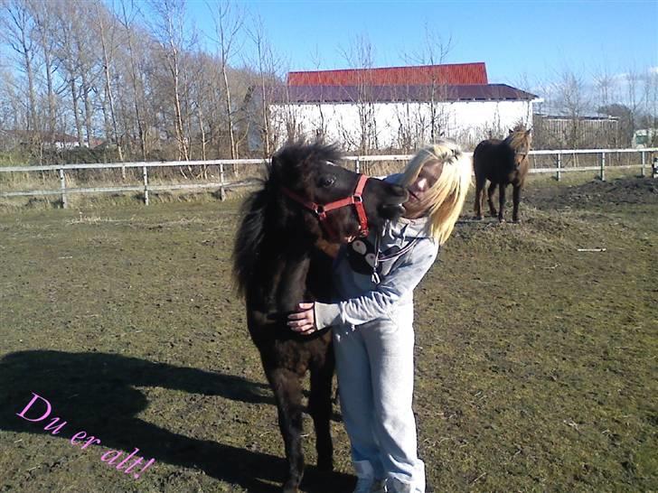 Shetlænder **,Debi,** - Hej Trine. Ville du kysse lidt? billede 16