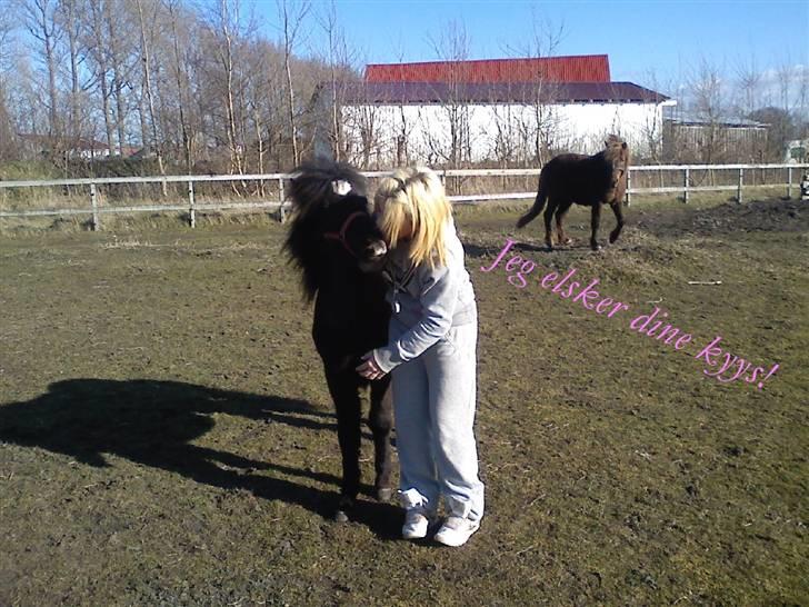 Shetlænder **,Debi,** - Elsker bare og kysse!.<3 billede 17