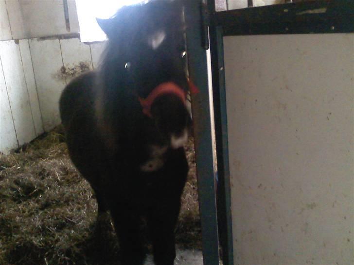 Shetlænder **,Debi,** - Heej! med dig! billede 18