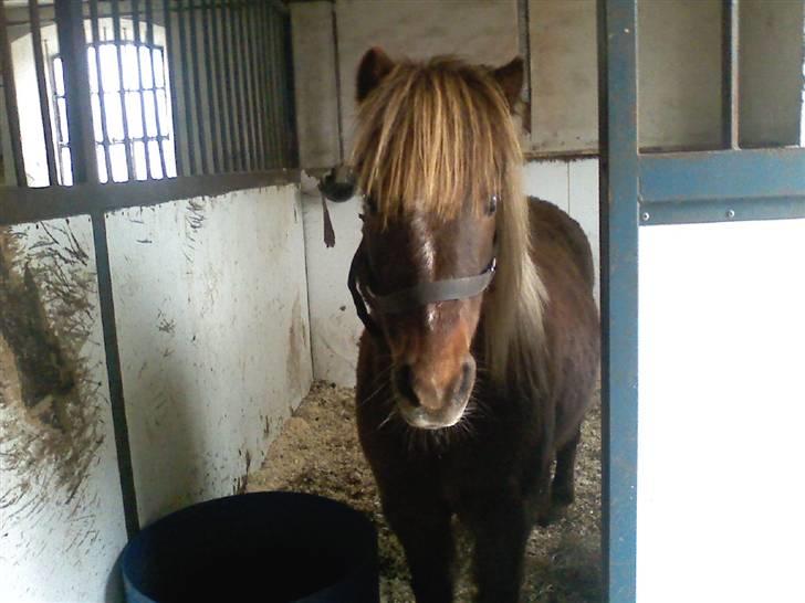 Shetlænder **,Debi,** - Molly min veninde!/ slags mor billede 19