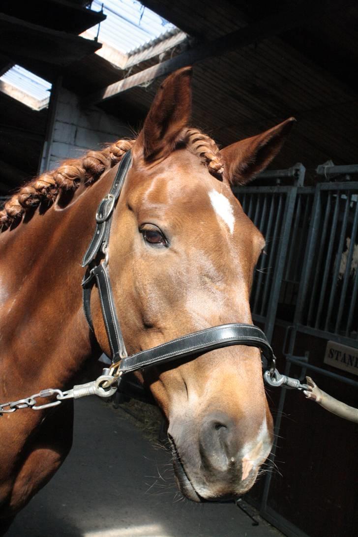 Anden særlig race Kalula - Kalula står og venter på Elizabeth  foto Mia. billede 18