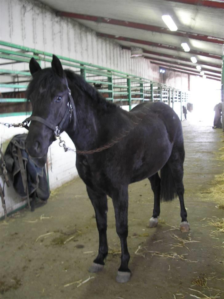 New Forest Tak (Sorte) billede 3