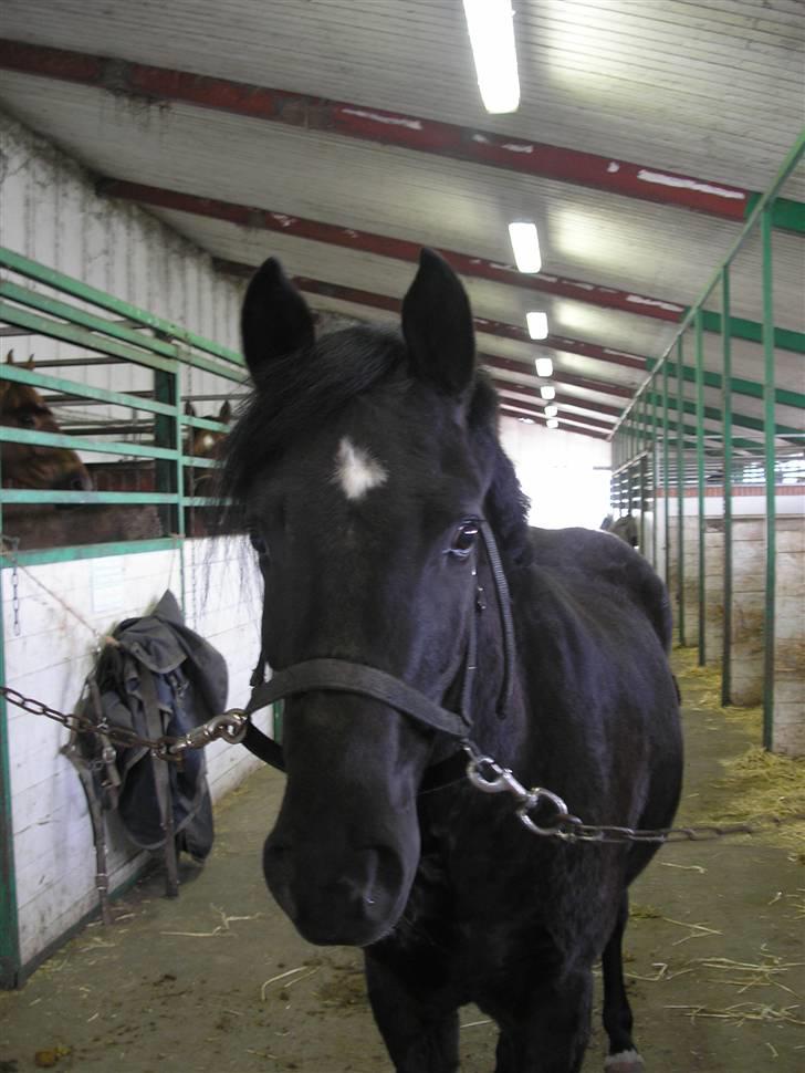 New Forest Tak (Sorte) billede 4