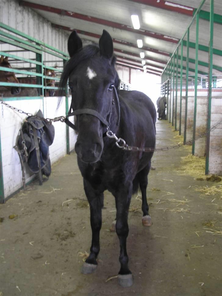 New Forest Tak (Sorte) billede 5