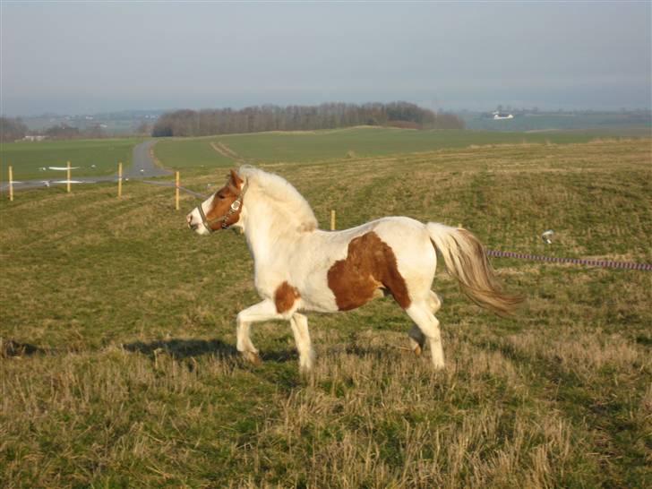 Pinto Lucky Boy - Lucky på fold, han er super glad og nyder solen. 3/04-09. billede 16