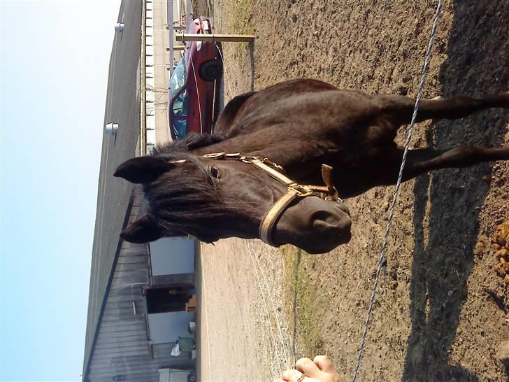 New Forest Tak (Sorte) billede 6