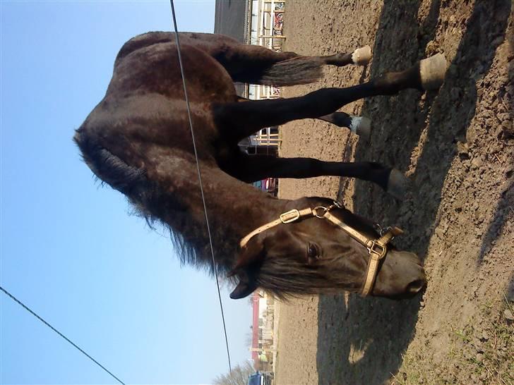 New Forest Tak (Sorte) billede 7