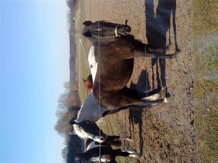 New Forest Tak (Sorte) billede 8