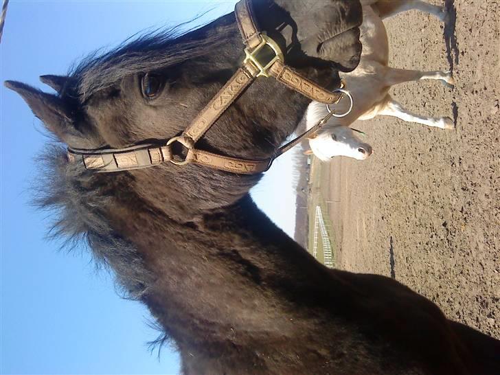 New Forest Tak (Sorte) billede 9