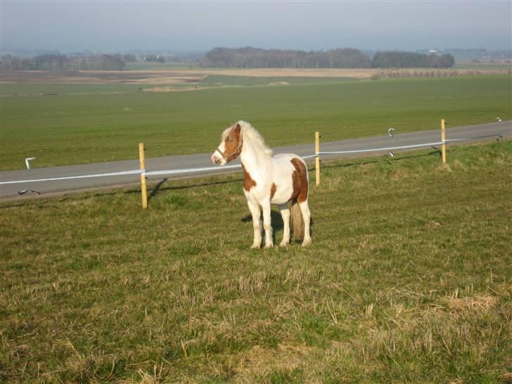 Pinto Lucky Boy - Er han ikke smuk min bette pony ;o) 3/04-09. billede 17