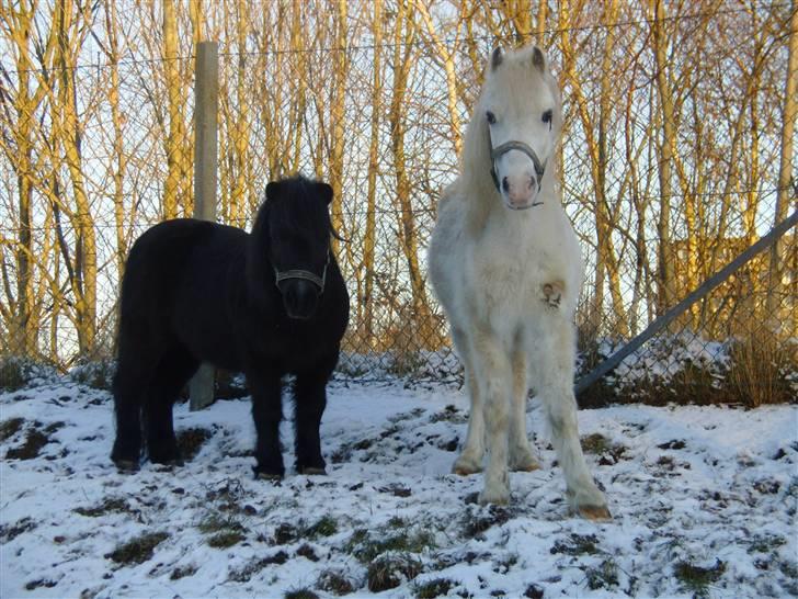 Shetlænder Dolfus billede 13