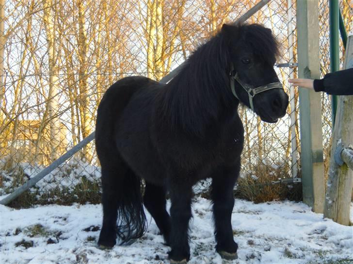 Shetlænder Dolfus billede 14